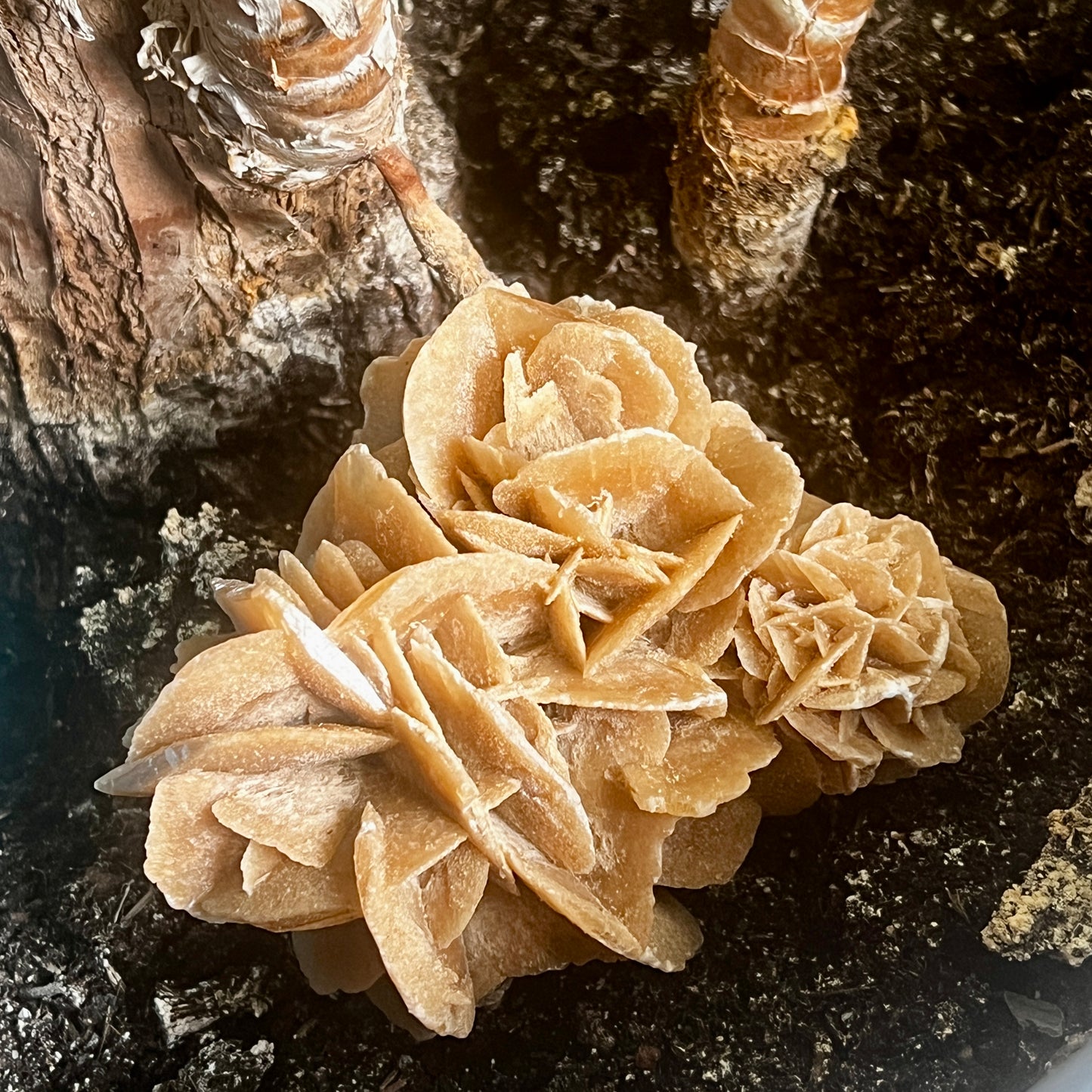 Desert rose, cluster